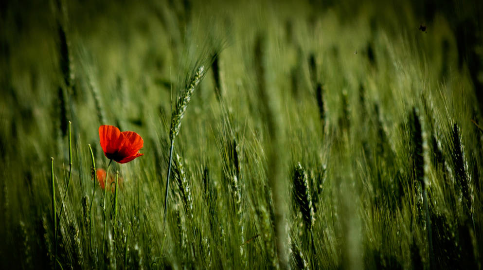 自驾天堂，新疆独库公路—2013伊犁自驾行之五