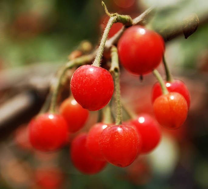20120525打着飞的摘樱桃D1