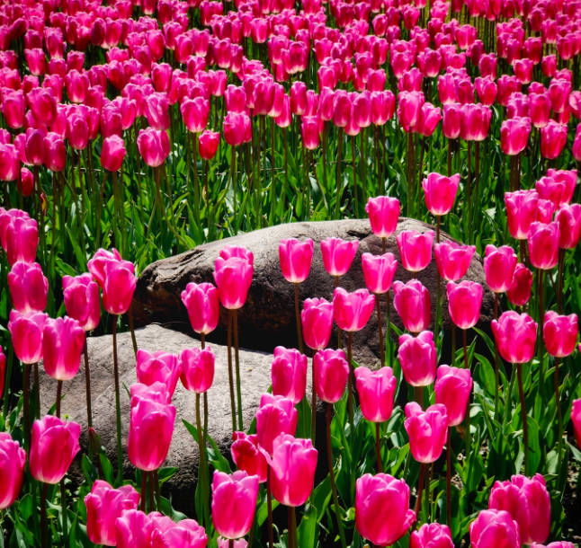 20200315 大宁灵石公园郁金香